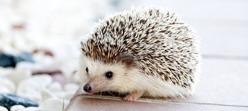 Im Kreis Wesel werden wieder schwache Igel aufgepäppelt