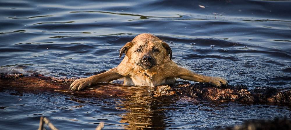 Hundeschwimmen
