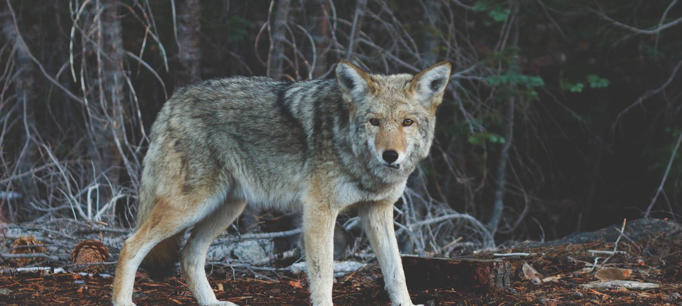 Landesamt für Umwelt und Natur prüft Wolfsvideo aus Alpen
