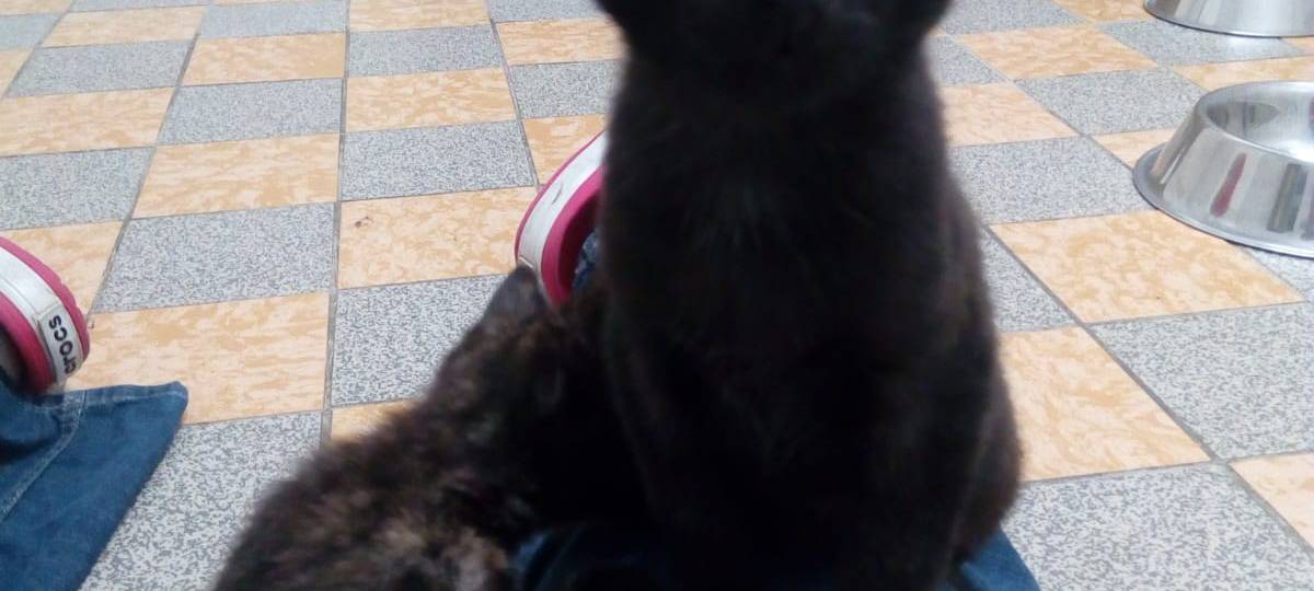 ausgesetzte Katze in Dinslaken 4.7.