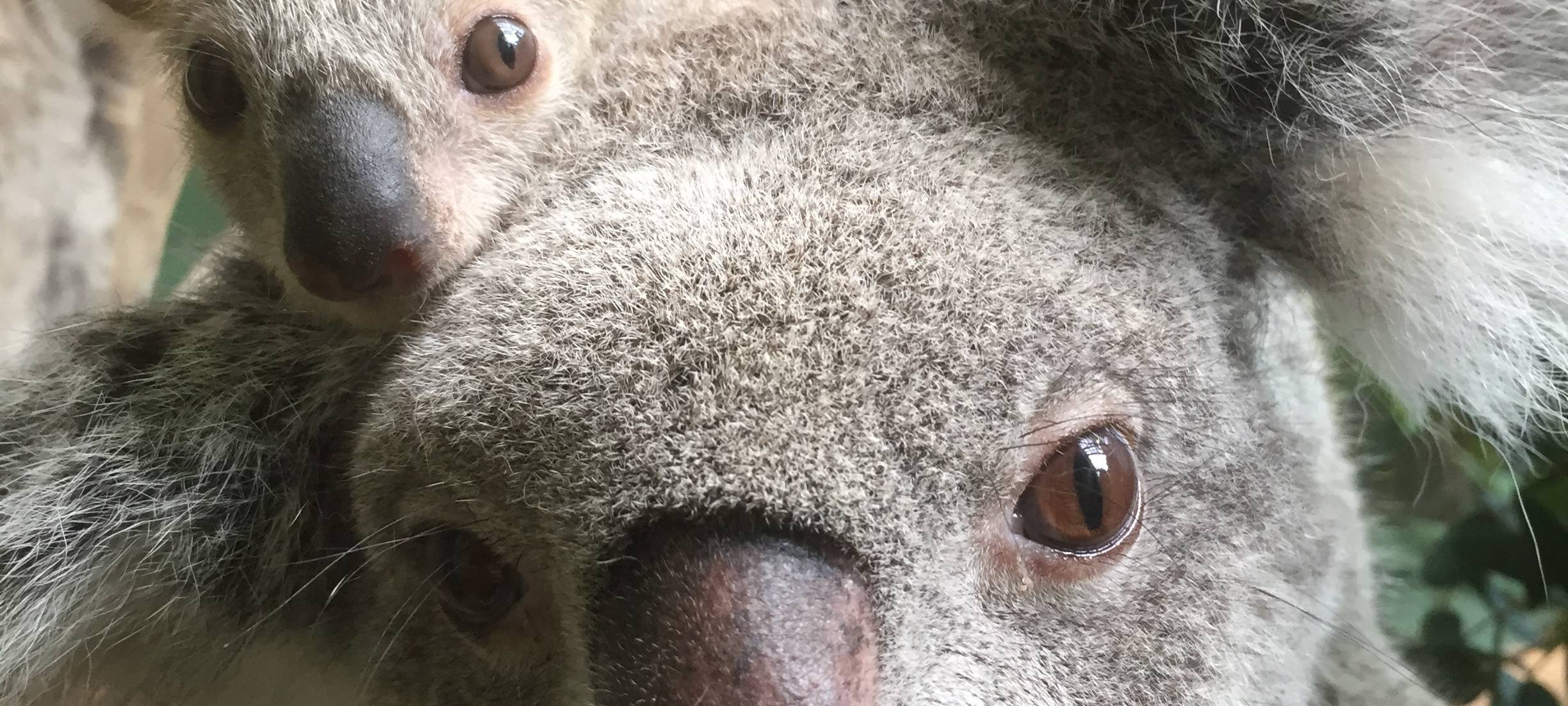 Baby im Duisburger Zoo