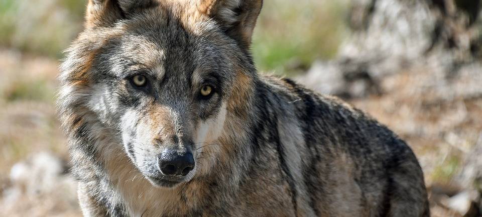 Nachweis ist da: Pony in Hünxe ist von Wolf gerissen worden