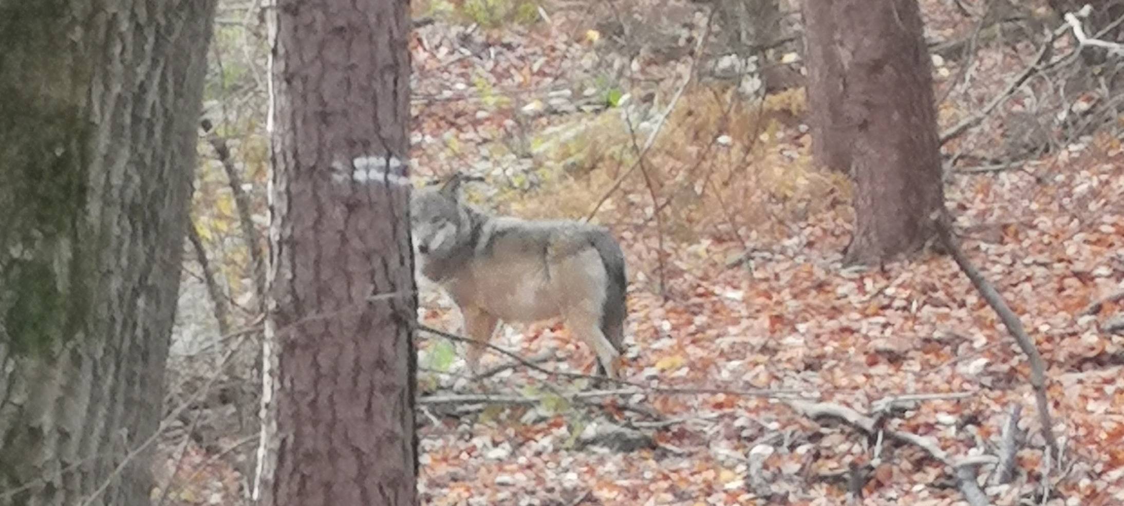Offener Brief: Ratsparteien aus Hünxe fordern Entnahme von Wölfin Gloria