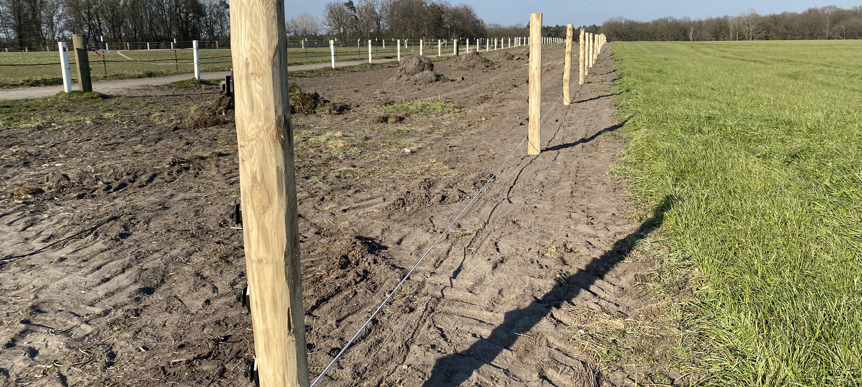 Wolf in Xanten bestätigt - Herdenschutz für Pferde in Hünxe