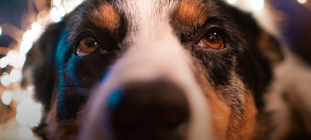 Frohe Weihnachtstage - und ein Geschenk für euch!