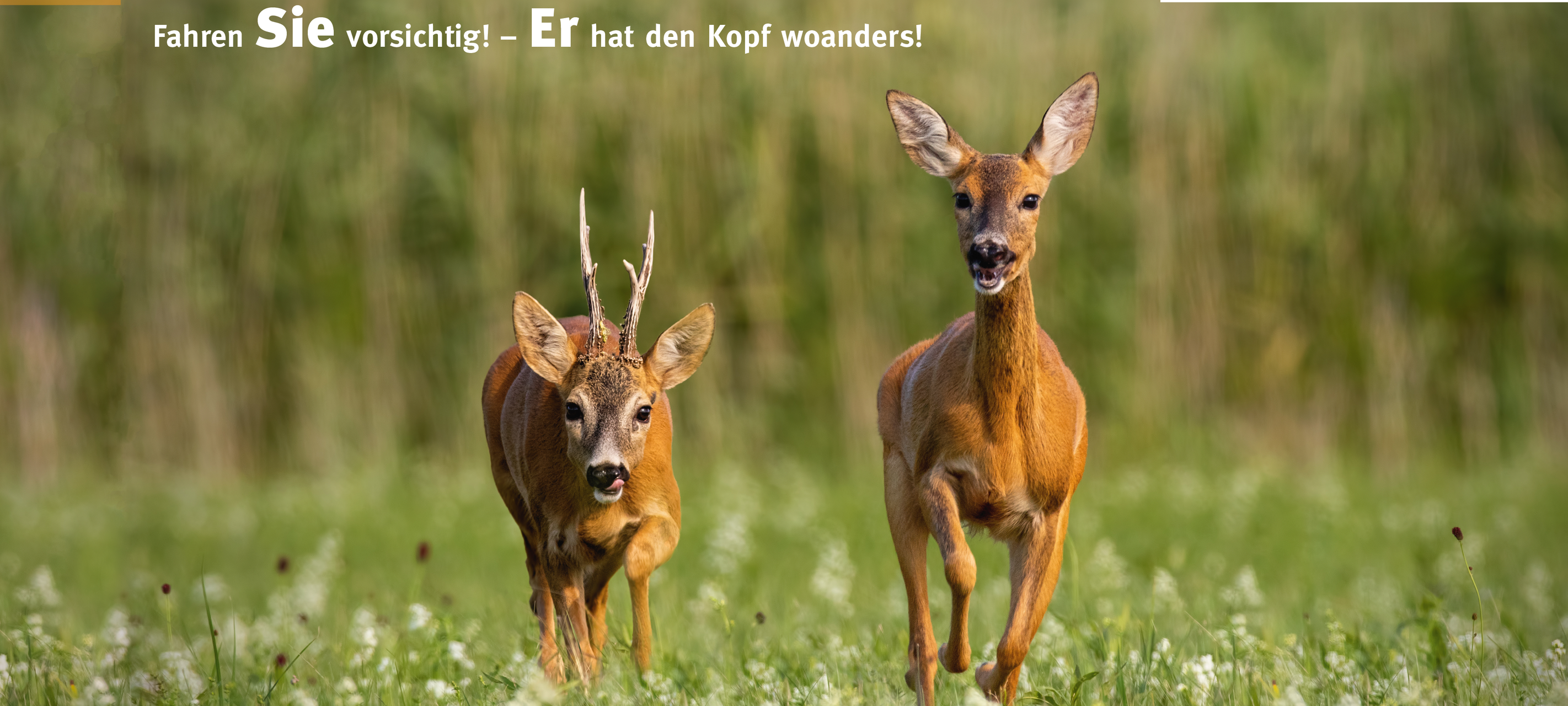 Kreisjägerschaft Wesel mahnt zur Vorsicht im Straßenverkehr