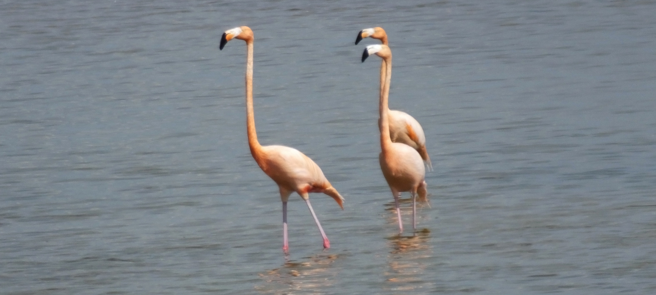 In Hamminkeln-Dingden sind Flamingos gesichtet worden