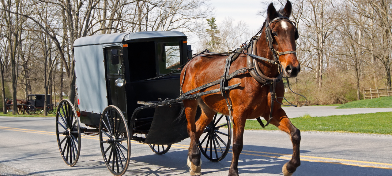 Peta fordert Pferdekutschen-Verbot im Kreis Wesel