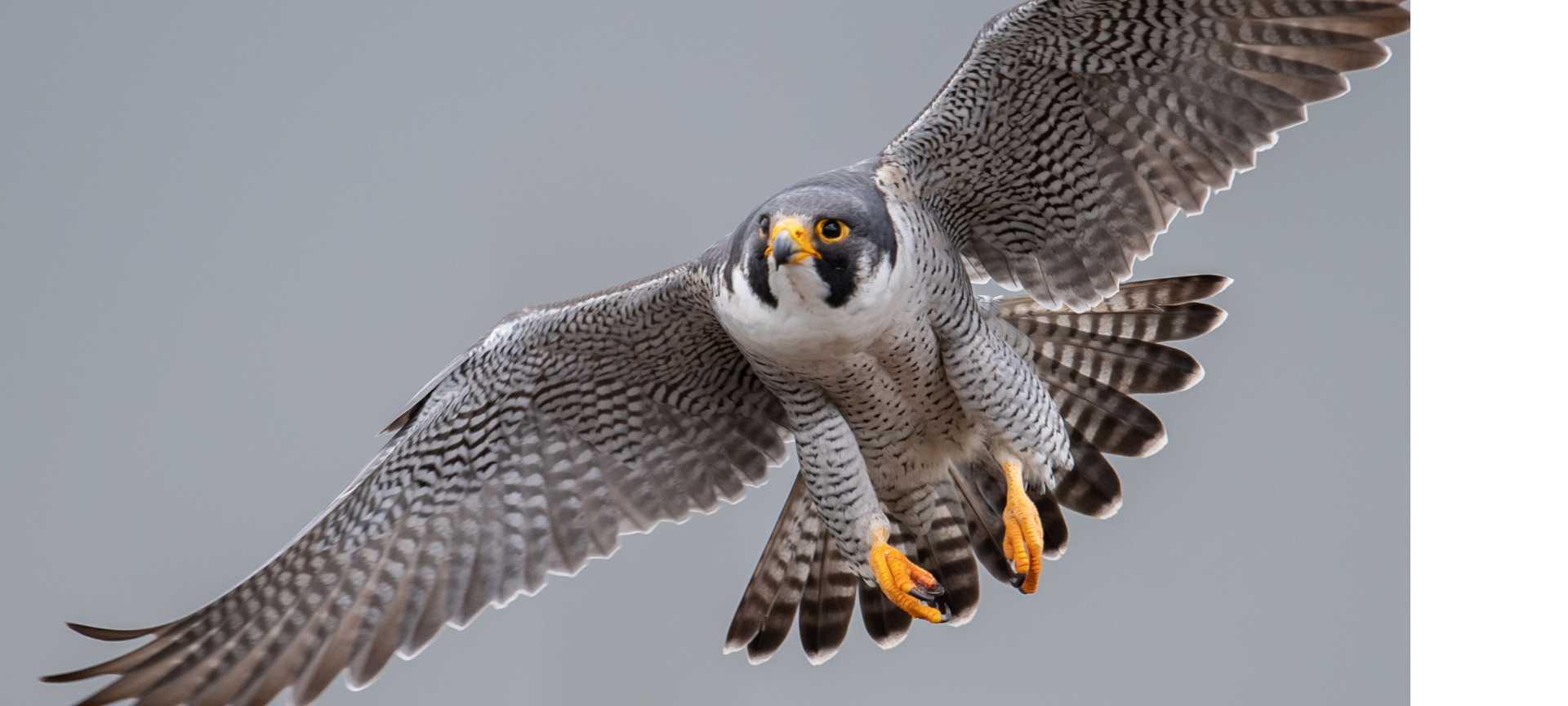 Wanderfalken nisten an ungewöhnlichen Orten in Kamp-Lintfort