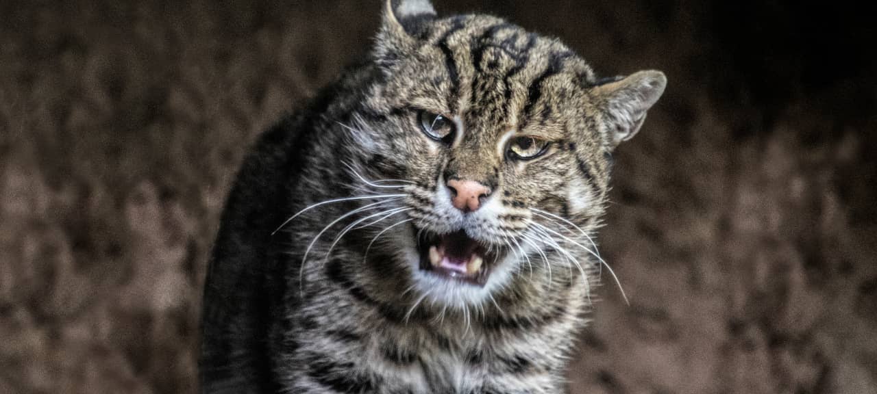 Duisburger Zoo eröffnet vergrößerte Anlage für Fischkatzen