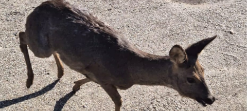 Feuerwehr in Goch rettet eingeklemmtes Reh